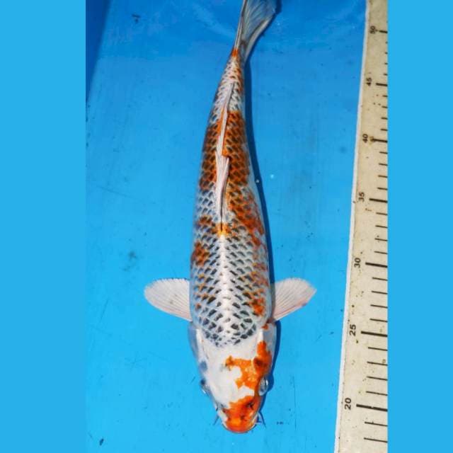 KUJAKU ABSTRAK 33cm
