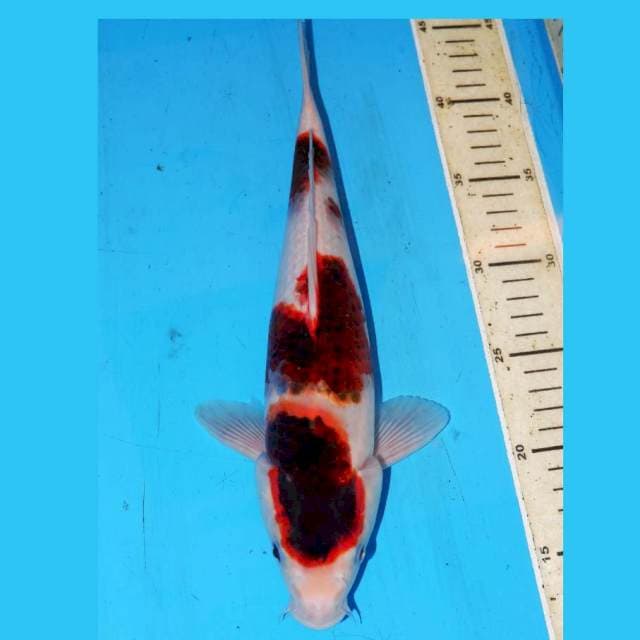 KOROMO POLA BAGUS 33cm