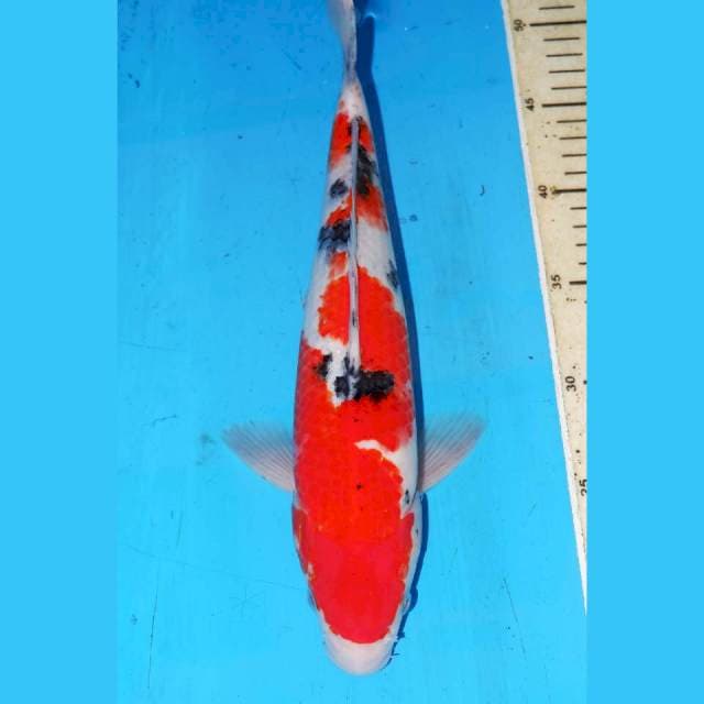 SANKE GOOD PATERN 35cm