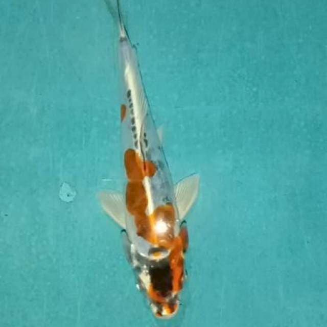 Kawarimono 16cm