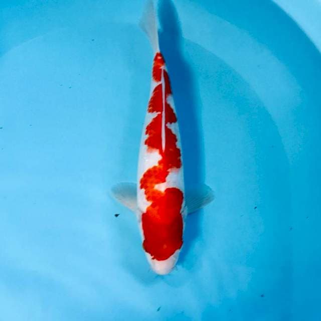 Naga Air, 27 cm