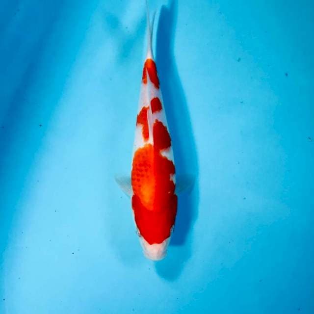 Kohaku, 24 cm