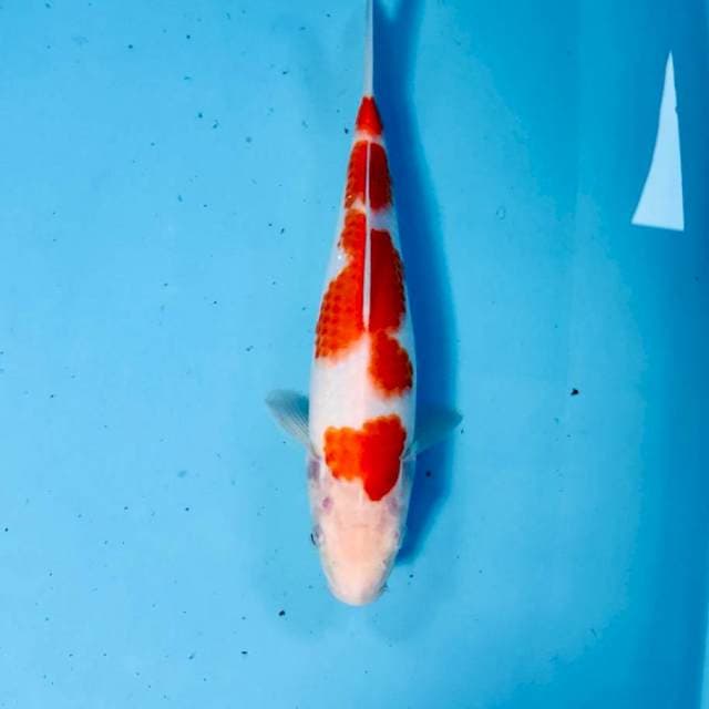 Kohaku, 27 cm