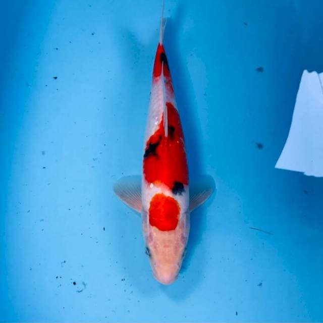 Sanke, 31 cm