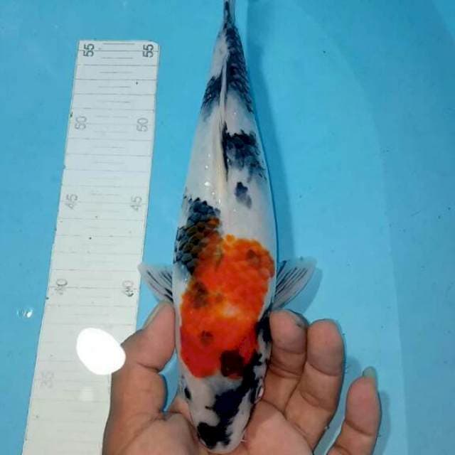 Bahan jumbo