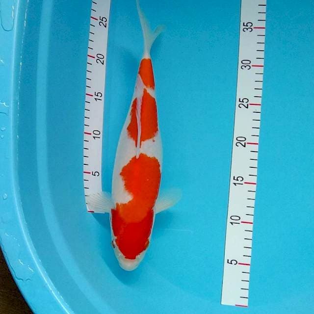 Kohaku 32cm