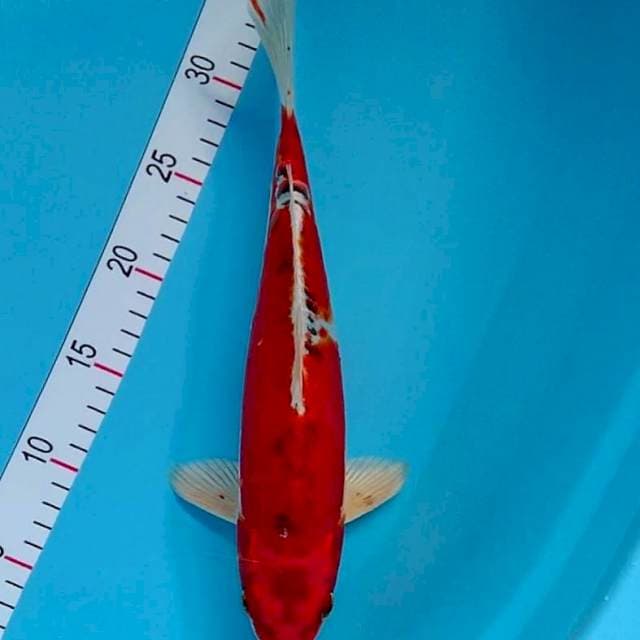 Red Kujaku Doitsu 30cm