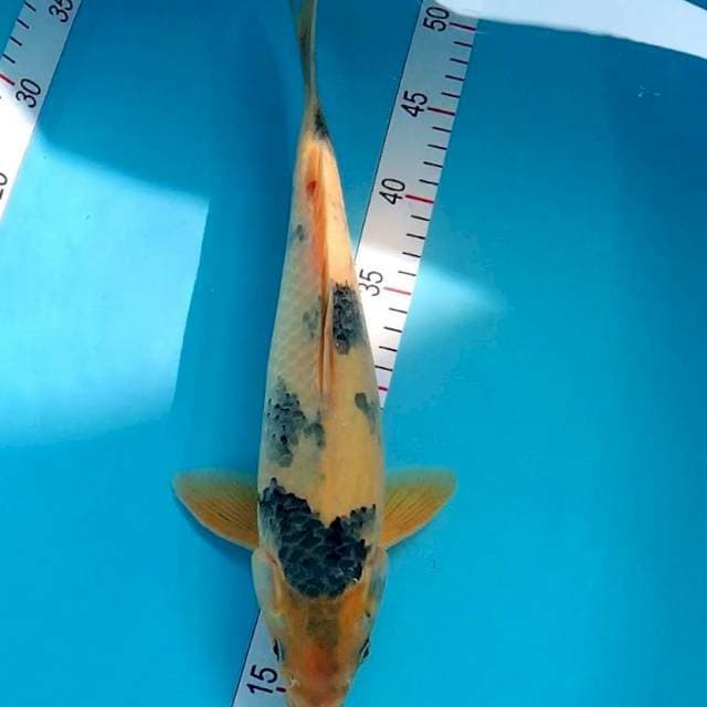 Shiro tategoi Male 37cm