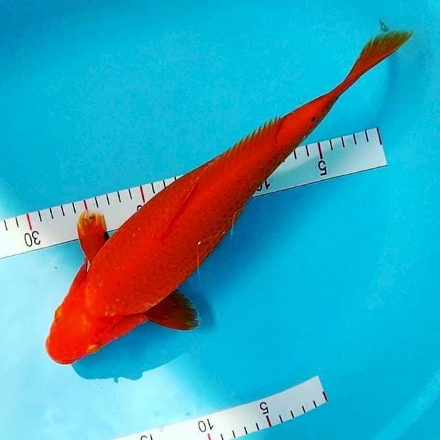Benigoi 37cm fml
