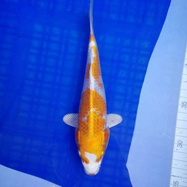 Hariwake strong