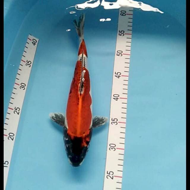 Kiko