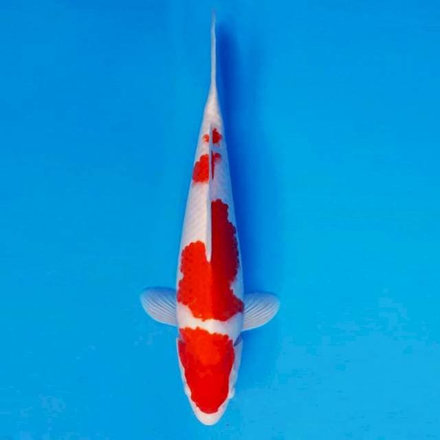 KIRIN 4 - KOHAKU ®