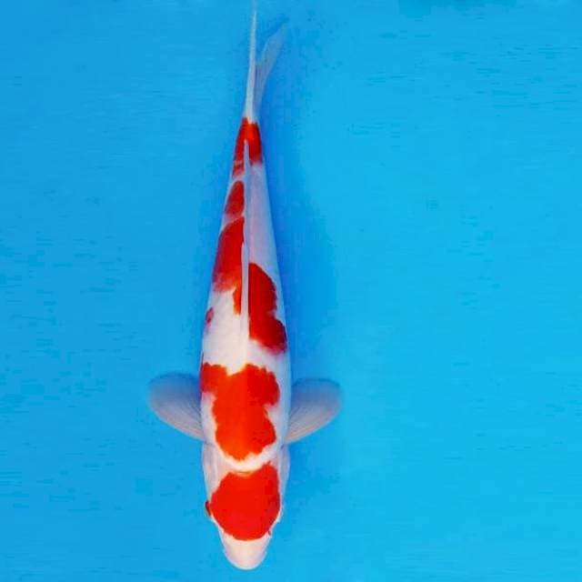 KIRIN 6 - KOHAKU ®