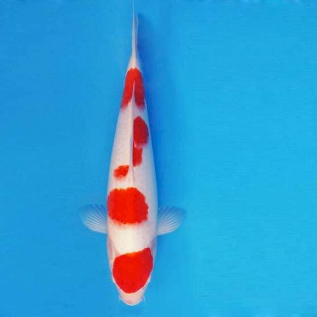 KIRIN 9 - KOHAKU ®