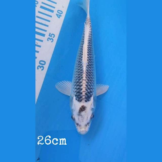Matsuba 26cm
