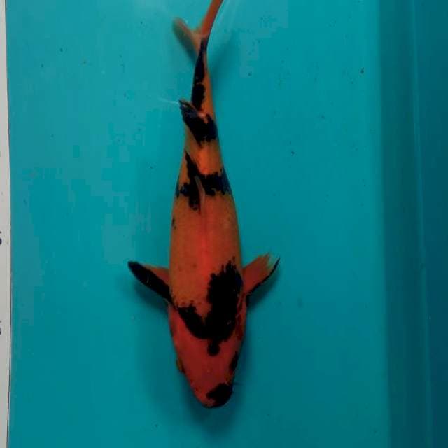 HI UTSURI