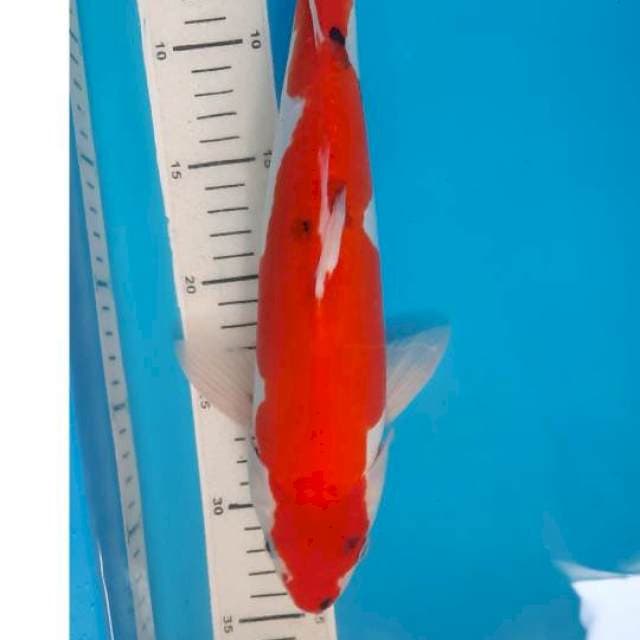 Showa doit 35cm