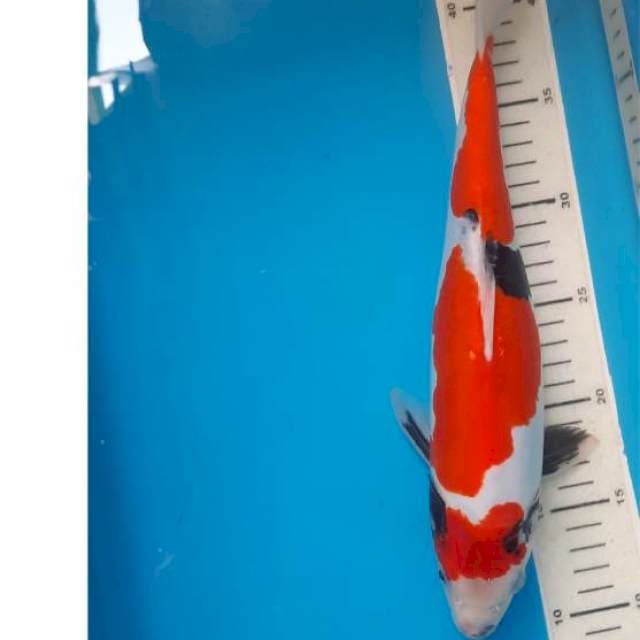Showa doit 33cm