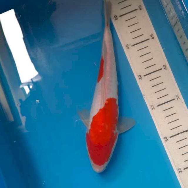 Kohaku doit 26cm