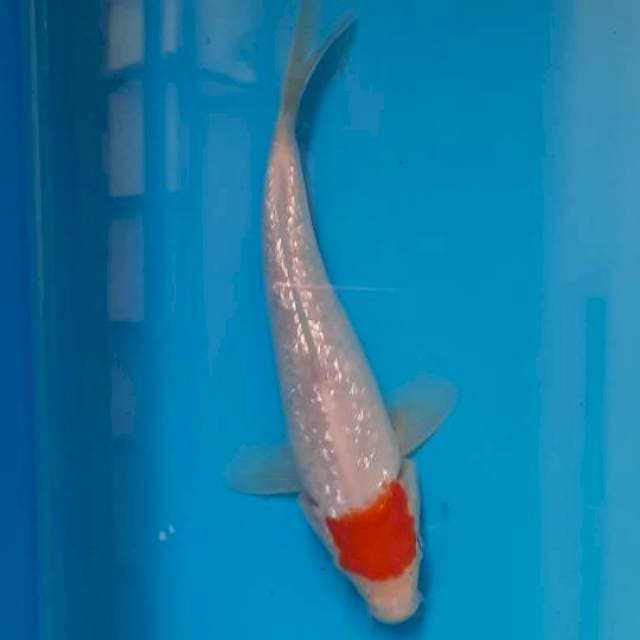 Tancho gindrin 17cm