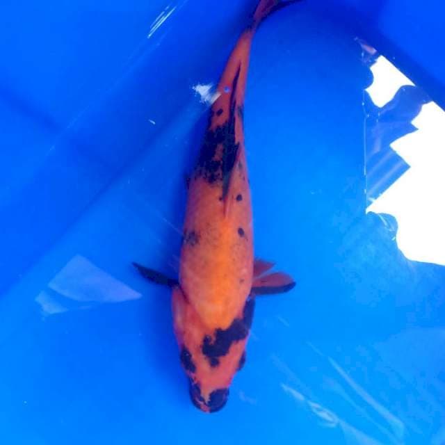Hi Utsuri 22 cm