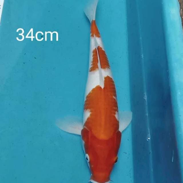 Kohaku 34cm