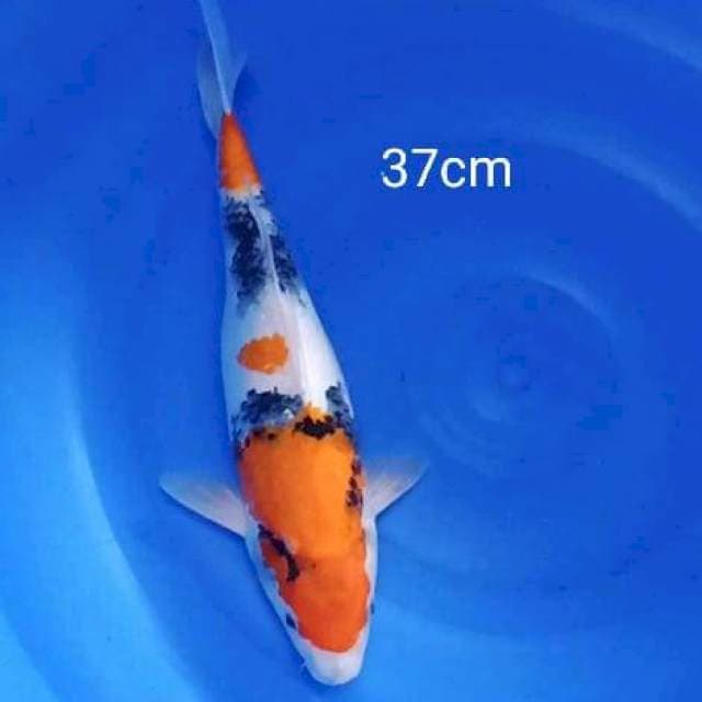 Showa 37cm