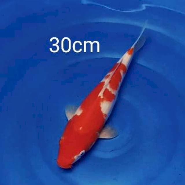 Kohaku 30cm
