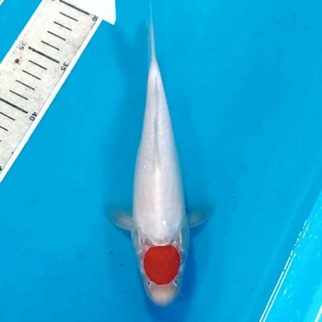 Tancho kohaku, 23 cm