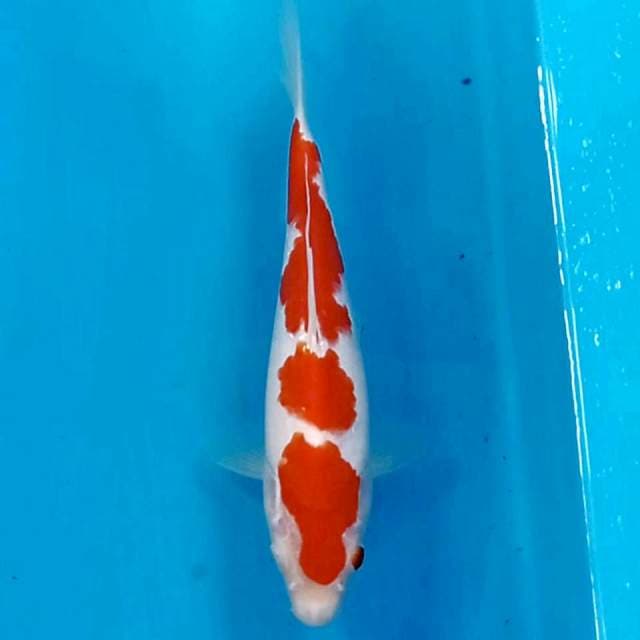 Kohaku, 22 cm