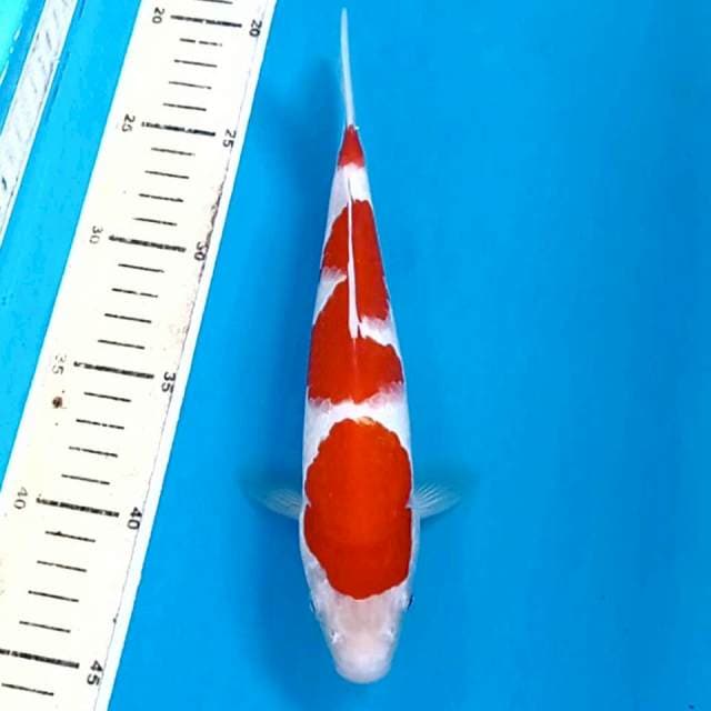 Kohaku, 23 cm