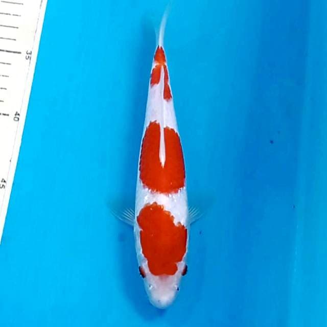 Kohaku, 22 cm