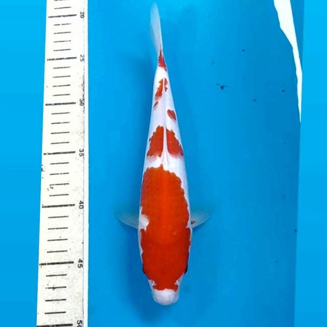 Kohaku, 26 cm