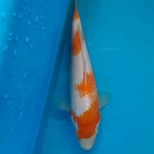 Kohaku 20cm