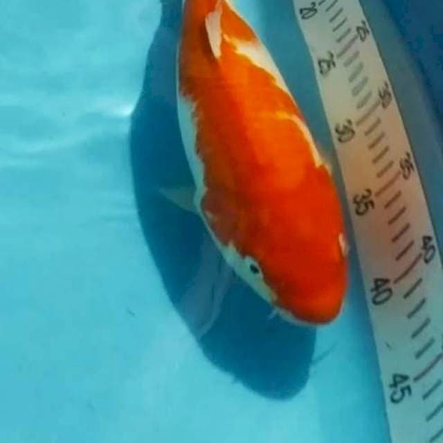 Kohaku M30cm