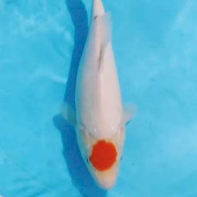 TC KOHAKU 34CM ORI