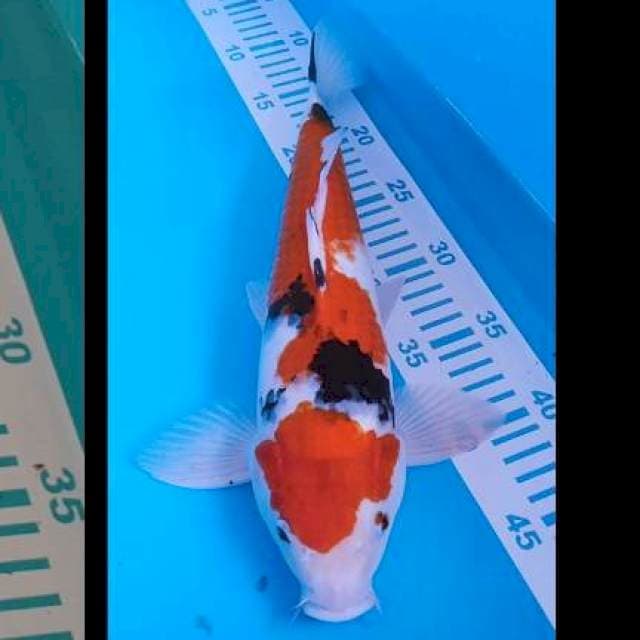 SANKE 36CM