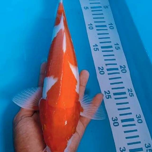 Kohaku Inazuma 36cm