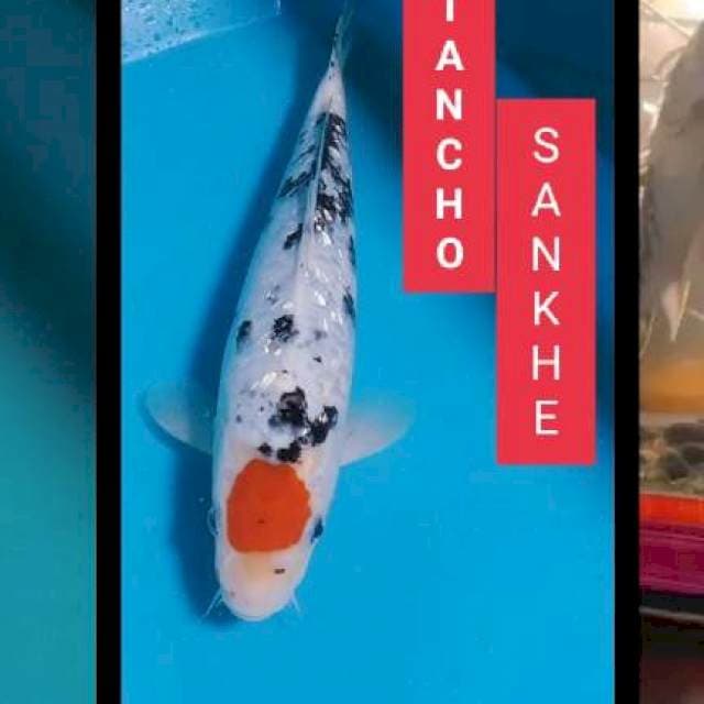 Tc sanke gindrin 30bu