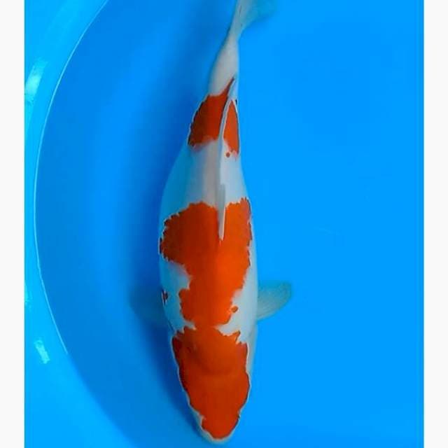 Kohaku punuk