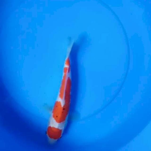 Kohaku maruten
