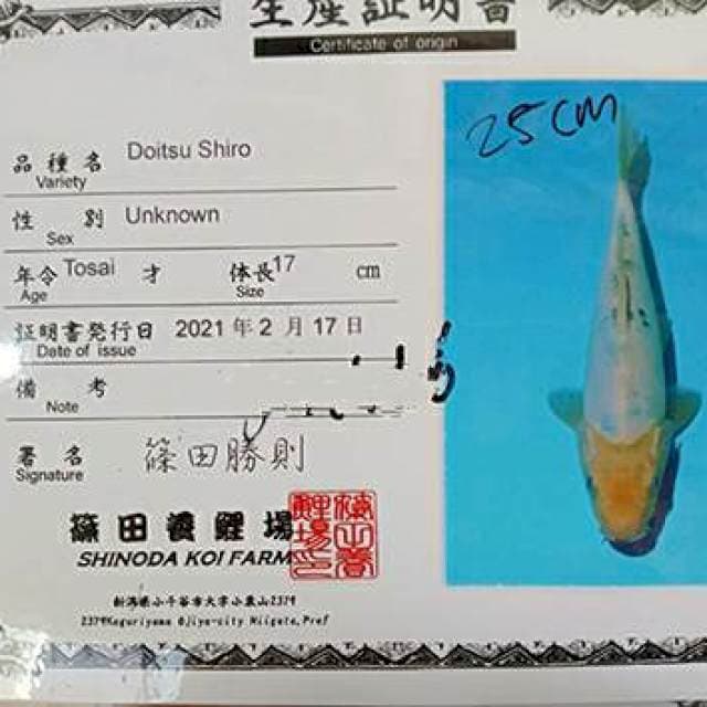 Doitsu Shiro 25cm impor Shinoda Farm
