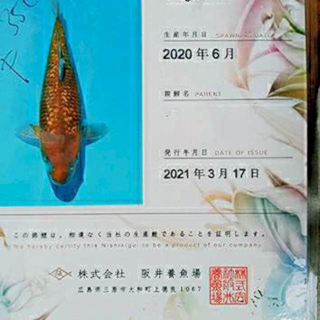 Chagoi Ginrin 35cm Impor Sakai Fish Farm certy