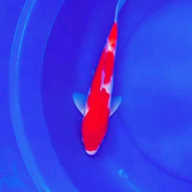 F1 red kohaku 32up