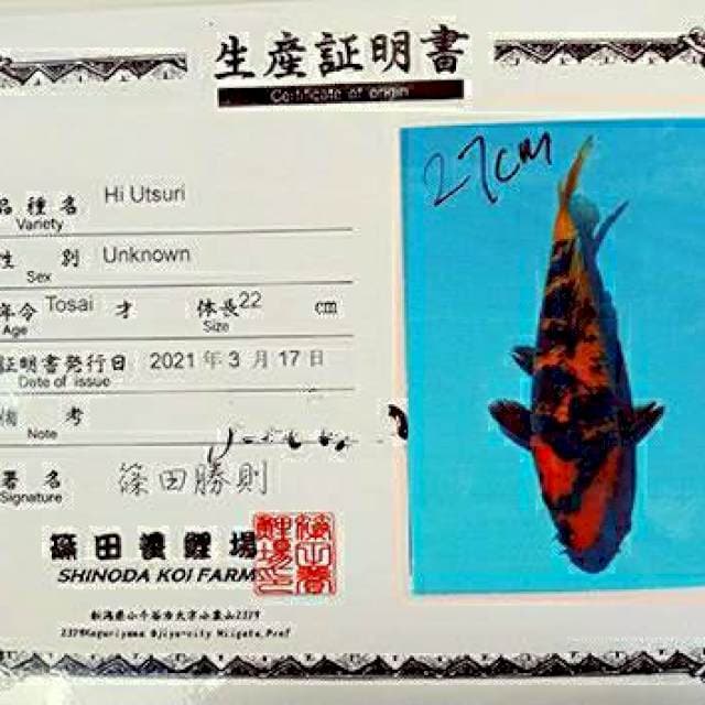 Hi Utsuri 27cm Impor Shinoda Farm certy