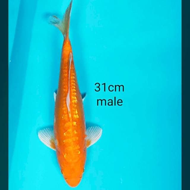 Karashi merah doit 31cm male
