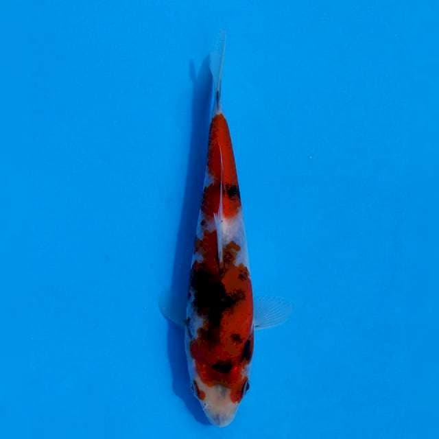 Ikarashi Showa