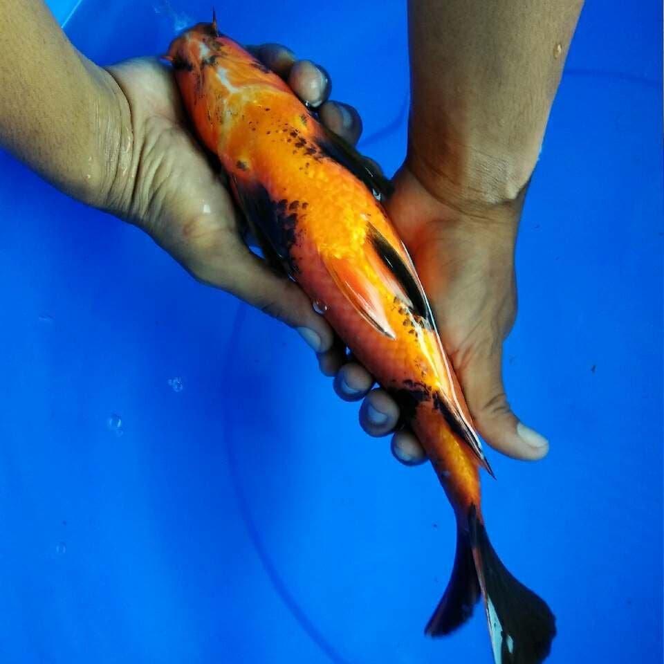 Utsuri