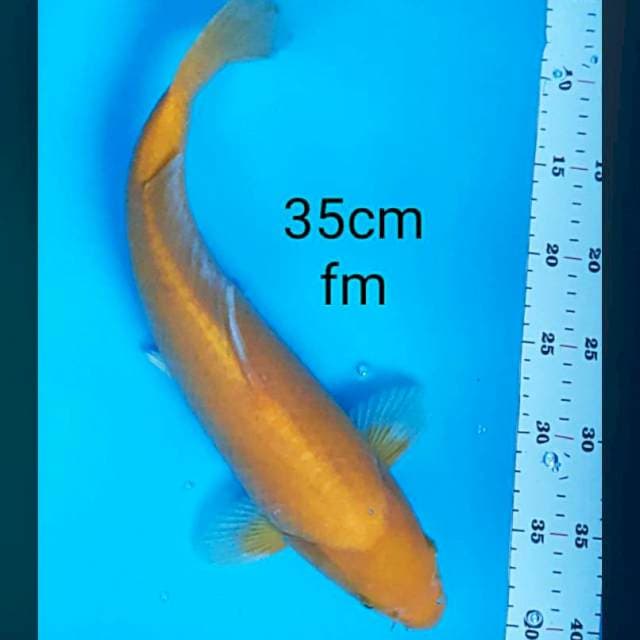 Karashi jos 35cm
