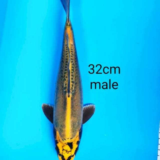 Golden kiko 32cm male